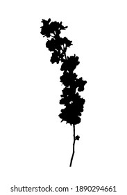 flor de cerezo vectorial - silueta de rama de sakura (Prunus serrulata) aislada en fondo blanco