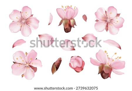 Vector cherry blossom and spring pink blooming flowers, Japanese set with blooming flowers.
