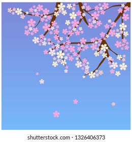 vector cherry blossom tree beautiful pink flower of japan sakura
