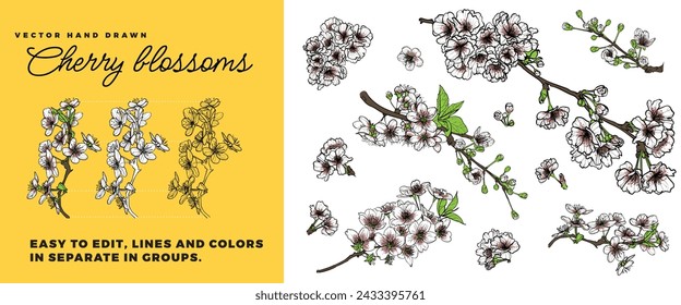 Vector cherry blossoms branches and blooms. Easy to edit, lines and colors in separate in groups. Colorful spring flowers on a yellow and white background. Outline is separate from the fill.