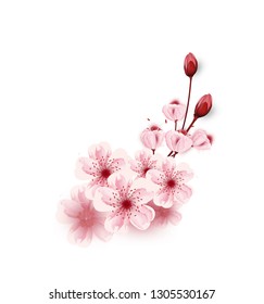 vector cherry blossoms sakura flowers  isolated on white background, Flower illustration, lovely greeting cards ,elements,invitation,brochure,banners,posters