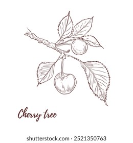 Vector cherry branch with berries and leaves line art illustration, graphic line floral. Cherry blossom tree. Cherry flower. Great for any designs, textile, art, walls, package