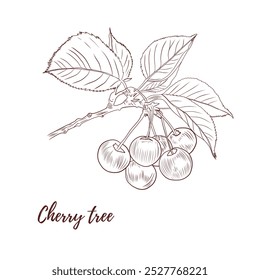 Vector cherry branch with berries and leaves line art illustration, graphic line floral. Cherry blossom tree. Cherry flower. Great for any designs, textile, art, walls, package