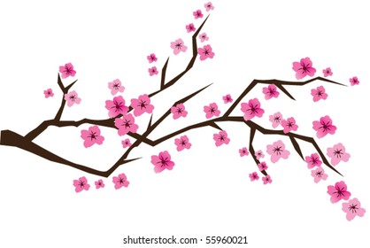 Vector Cherry Branch In Blossom