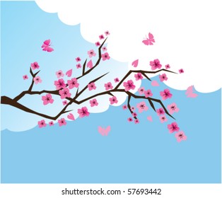 vector cherry branch in blossom