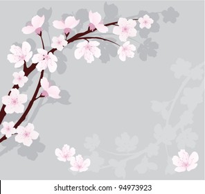 vector cherry branch. cherry blossom for greeting card.