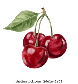 Vector cherry branch clip art drawn in watercolour style. Fresh cherry berries isolated on white background .