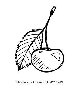 Vector cherry clipart. Hand drawn berry icon. Fruit illustration. For print, web, design, decor, logo.