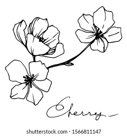 Vector Cherry floral botanical flower. Wild spring leaf wildflower isolated. Black and white engraved ink art. Isolated cherry illustration element.