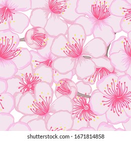 Flores de cerezo vectorial y brotes sin fisuras. Fondo de flores rosadas en flor