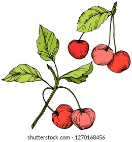 Vector Cherry fruit. Leaf plant botanical garden floral foliage. Red and green engraved ink art. Isolated berry illustration element on white background.
