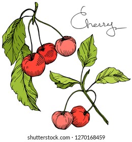 Vector Cherry fruit. Leaf plant botanical garden floral foliage. Red and green engraved ink art. Isolated berry illustration element on white background.
