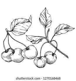 Vector Cherry fruit. Leaf plant botanical garden floral foliage. Black and white engraved ink art. Isolated berry illustration element on white background.