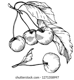Vector Cherry fruit. Leaf plant botanical garden floral foliage. Black and white engraved ink art. Isolated berry illustration element on white background.