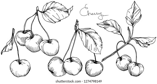 Vector Cherry fruit. Leaf plant botanical garden floral foliage. Black and white engraved ink art. Isolated berry illustration element on white background.