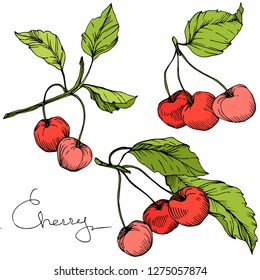 Vector Cherry fruit. Leaf plant botanical garden floral foliage. Red and green engraved ink art. Isolated berry illustration element on white background.