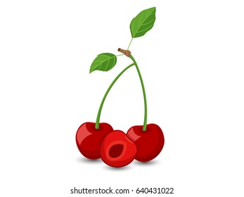 Vector Cherry fruits isolated on white background