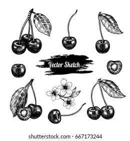 Vector cherry hand drawn sketch. Sketch vector  food illustration. Vintage style