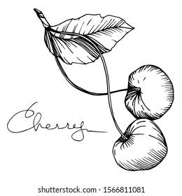 Vector Cherry healthy food. Black and white engraved ink art. Isolated berry illustration element on white background.