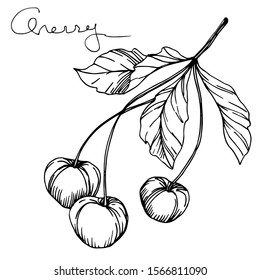 Vector Cherry healthy food. Black and white engraved ink art. Isolated berry illustration element on white background.