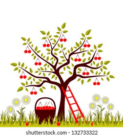 vector cherry tree, basket of cherries and daisies