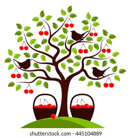 vector cherry tree with birds and baskets of cherries isolated on white background