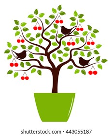 vector cherry tree with birds in pot isolated on white background