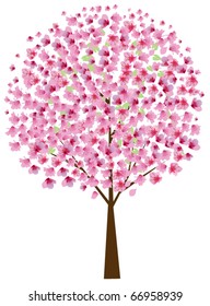 vector cherry tree in blossom