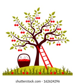 vector cherry tree, ladder and basket of cherries