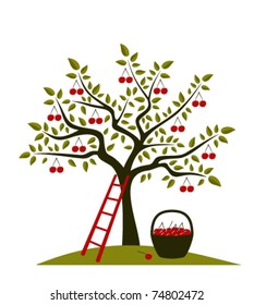 Vector Cherry Tree, Ladder And Basket Of Cherries