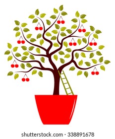 vector cherry tree and ladder in pot isolated on white background