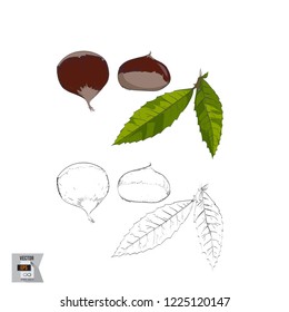 Vector Chestnut Fruit Sketched and in Color Illustration that is Hand Drawn and Highly Detailed Line Art