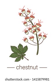 Vector chestnut icon. Colored wild flower illustration. Colored cartoon style honey plant isolated on white background
