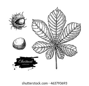 Vector chestnut leaf and nuts drawing set. Autumn elements. Hand drawn detailed botanical illustration. Vintage fall seasonal decor. Great for label, sign, icon, seasonal decor