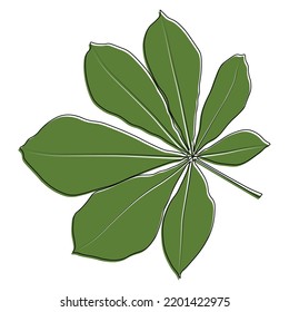 Vector chestnut leaf outline and coloured icon. Simple chestnut leaves illustration for logo. Realistic hand drawn leaves illustration set on white background.