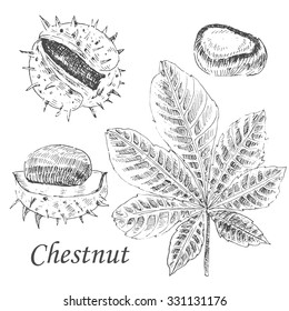vector chestnut and leaf sketch set on white background. detailed retro autumn botanical illustration