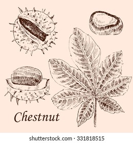 vector chestnut and leaf sketch set on white background. detailed retro autumn botanical illustration