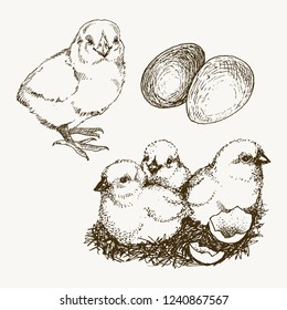 Vector chick breeding hand drawn set. Engraved baby chick and egg illustrations. Rural natural bird farming. Poultry business.