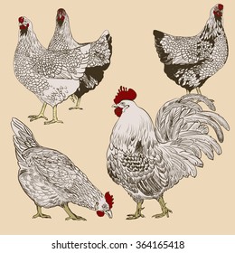 Vector chicken breeding hand drawn set. Engraved Chicken, Roster illustrations. Rural natural bird farming. Poultry business.