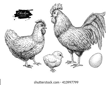 Vector chicken breeding hand drawn set. Engraved Chicken, Roster, baby chick and egg illustrations. Rural natural bird farming. Poultry business. 