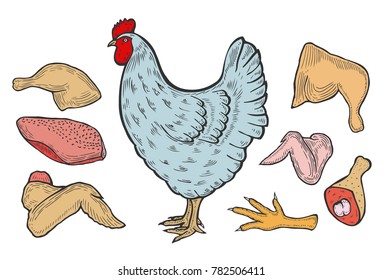 vector chicken and cutted meat parts set sketch cartoon isolated illustration on a white background.