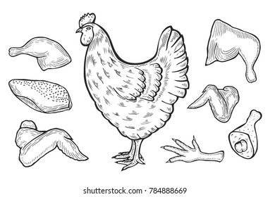 vector chicken and cutted meat parts set sketch cartoon isolated illustration on a white background. Farm domestic bird hen, legs thigh wings and raw liver. Raw poultry cutted meat collection