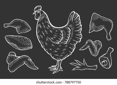 vector chicken and cutted meat parts set sketch cartoon isolated illustration on black background. 