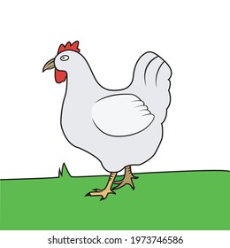 Vector Of Chicken in Green Grass and White Background. Perfect For Color Learning,  background, presentation,  Knowledge, Education, advertisement product and mock up.