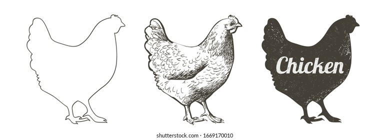 Vector chicken, hen bird. Poultry, broiler, farm animal feeding. Vintage Easter card. Egg packaging design. Realistic sketch, line, silhouette, engraving illustration.