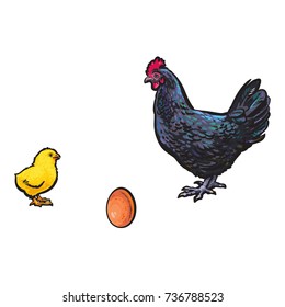 vector chicken hen brown egg, yellow chick dark blue chicken sketch set isolated. Illustration on a white background