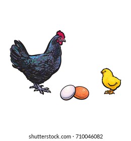 vector chicken hen brown, white egg, yellow small chick dark blue chicken sketch set isolated. Illustration on a white background