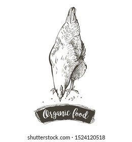 Vector chicken. Hen feeding engraving sketch. Vintage isolated realistic illustration.