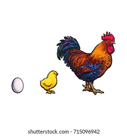 vector chicken hen white egg, yellow chick dark blue brown rooster sketch set isolated. Illustration on a white background