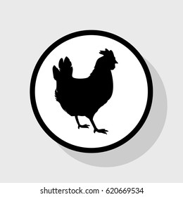 vector chicken silhouette. Vector. Flat black icon in white circle with shadow at gray background.